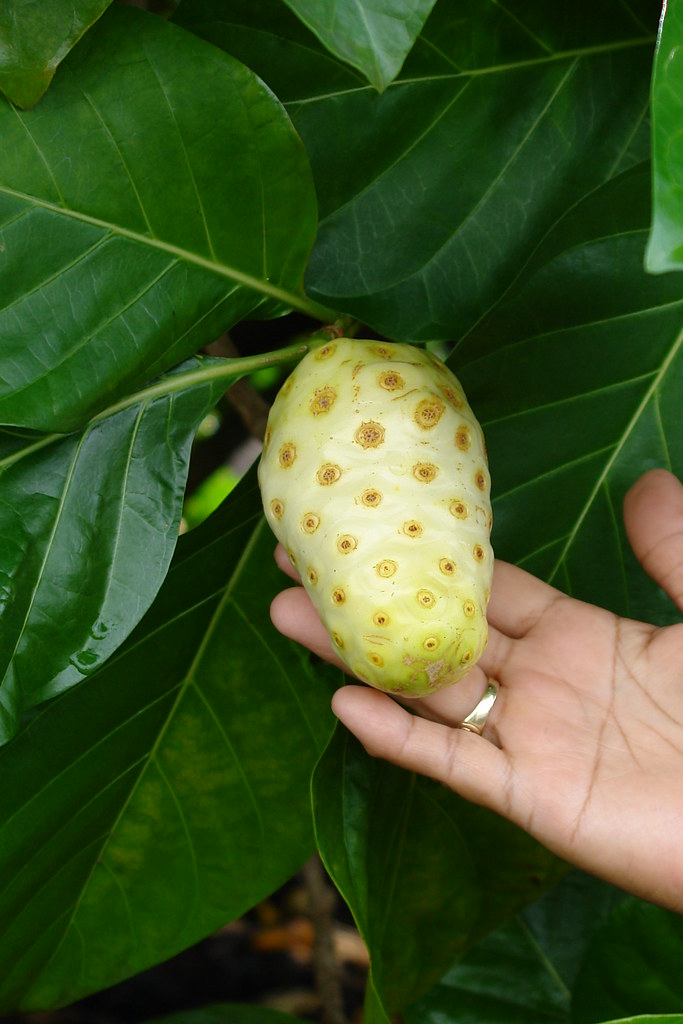 banner-thumbnail-HAWAIIAN NONI