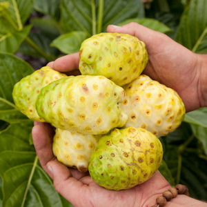 banner-thumbnail-HAWAIIAN NONI